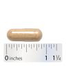 Nature's Way Astragalus Root (100 Capsule)